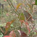 Euonymus americanus automne P1D